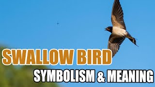 Swallow Bird – Spiritual Meaning and Symbolism