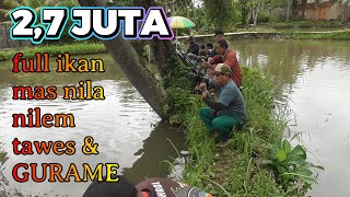 Download lagu Strike Bertubi-tubi! Mancing Ikan Mas dan Gurame Sampai Joran Melengkung. mp3
