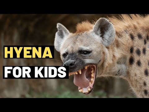 Hyena : Let's Learn About Hyenas - Fun Facts for Kids | Hyena Animals Video