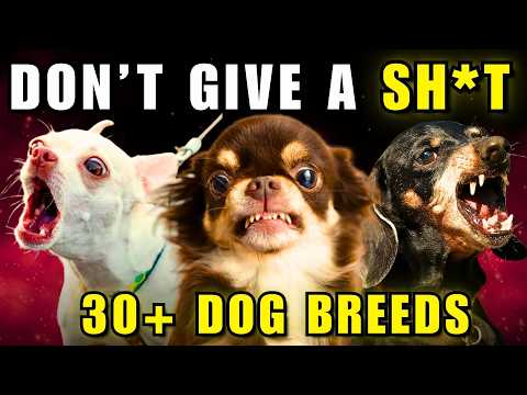 30+ Fearless Dogs That Are Completely Unhinged