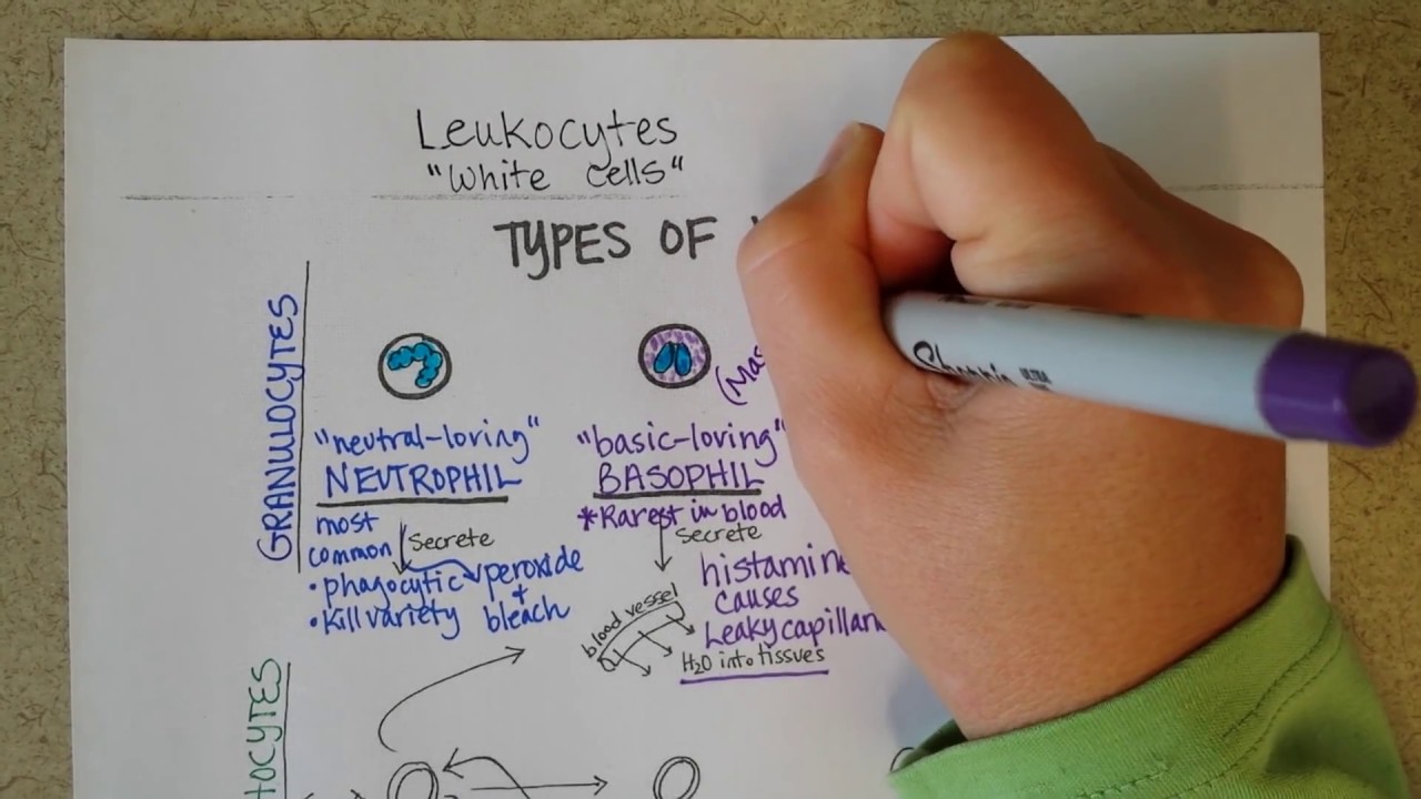 White Blood Cells -- Granulocytes & Lymphocytes - Part 1