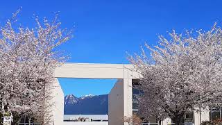 Cherry Blossoms