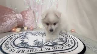 日本スピッツの動画01