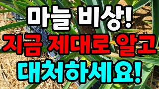 마늘 잎끝마름 원인과 벌써 녹병발생 자세히 보아야 보여요 꼭 지금 날씨에 확인해야 마늘 수확해요