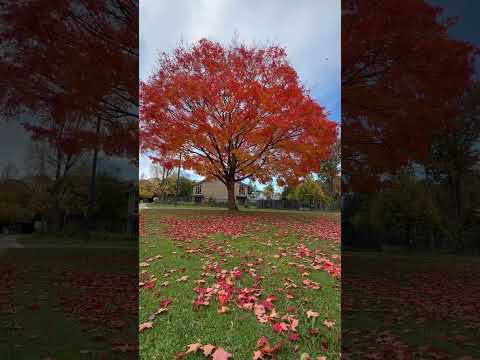 #Autum #fall #newyork