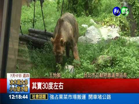 對抗炎炎夏日 動物園冰工廠開張