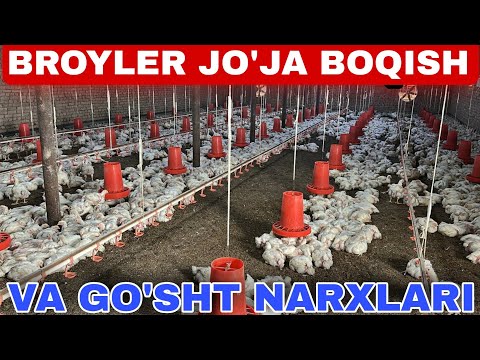 PARANDACHILIK BIZNESI BROYLER DO'MBOQ JO'JA BOQISH SIRLARI GO'SHT NARXLARI