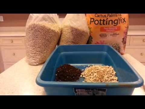 download lagu mp3 mp4 How To Grow White Egret Orchid, download lagu How To Grow White Egret Orchid gratis, unduh video klip How To Grow White Egret Orchid