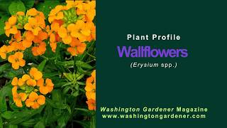 Wallflowers Plant Profile