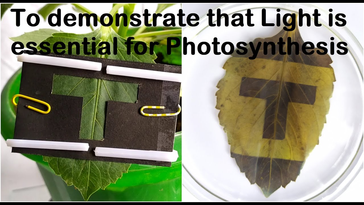 Light is essential for Photosynthesis Practical Experiment