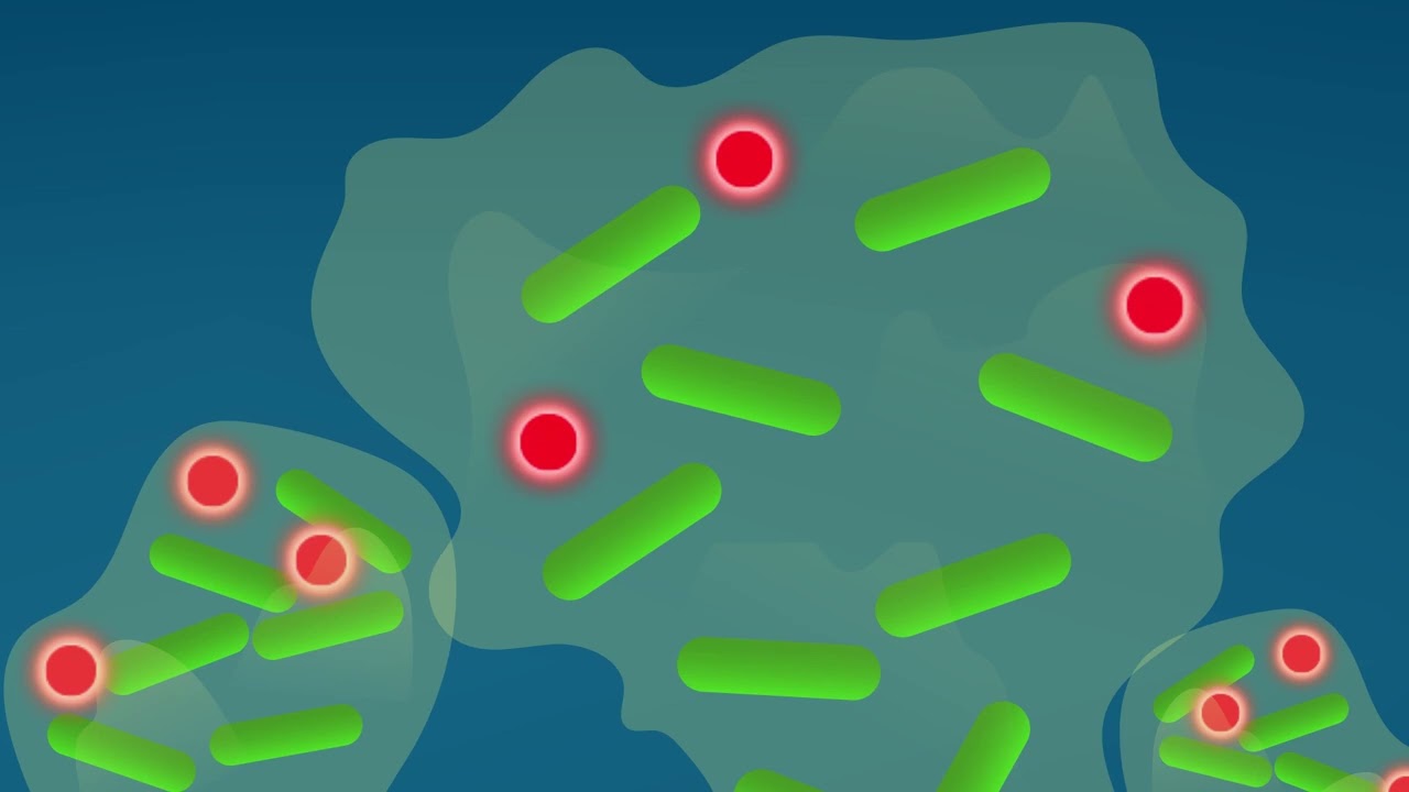 Chemical sensors enable scientists to watch bacterial cities grow