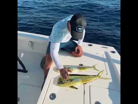 Epic Islamorada Fishing Frenzy!   Lobster, Mahi Tuna, Grouper Catch and Clean Cook | #shorts