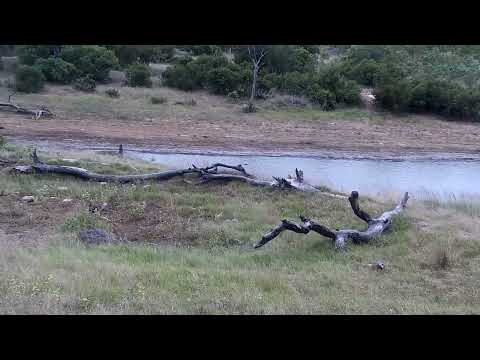 Djuma: Impala herd and Wildebeest bull - 14:57 - 01/29/2023