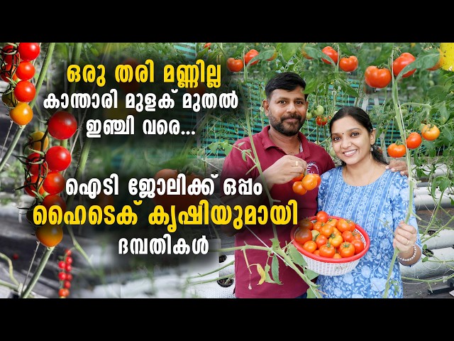 ഹൈടെക് കൃഷിയുമായി ദമ്പതികൾ | ഒരു തരി മണ്ണില്ലാതെ കാന്താരി മുളക് മുതൽ ഇഞ്ചി വരെ | Couple with high-tech farming | From chili peppers to ginger without a single grain of soil