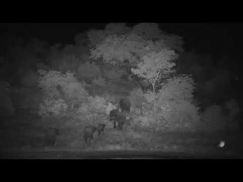 Djuma: Elephant herd getting night time drink at the dam -19:47 - 04/07/19