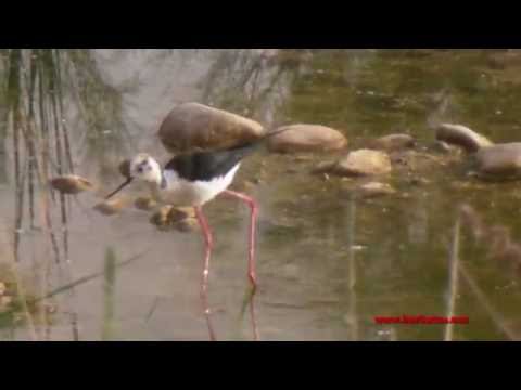Cigüeñuela ( Himantopus himantopus ) Black-
