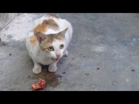 Beautiful Pregnant Kitten Was Starving