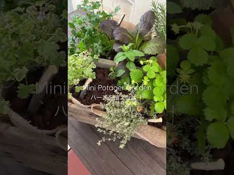 園芸 コモンセイボリー、ガーデンセイボリー、ペーブルダイ