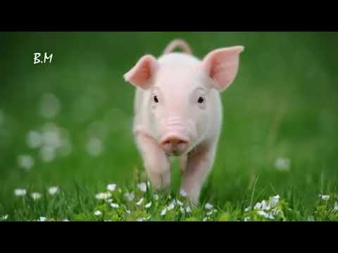 Το κοκοράκι Όταν θα πάω κυρά μου στο παζάρι   Διονύσης Σαββόπουλος