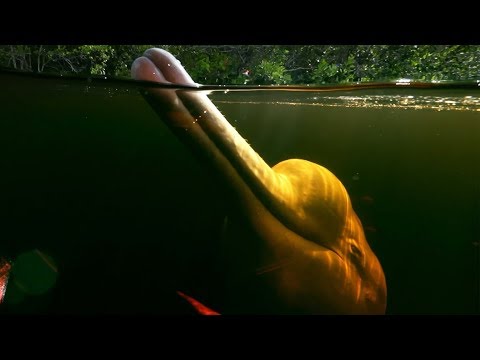 Pink River Dolphins Of The Amazon Rainforest's Hunting Secret | Earth's Great Rivers |  BBC Earth Video