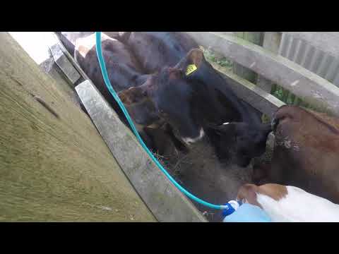 Injecting The Calves With B12, Copper And Drenching Them For Worms