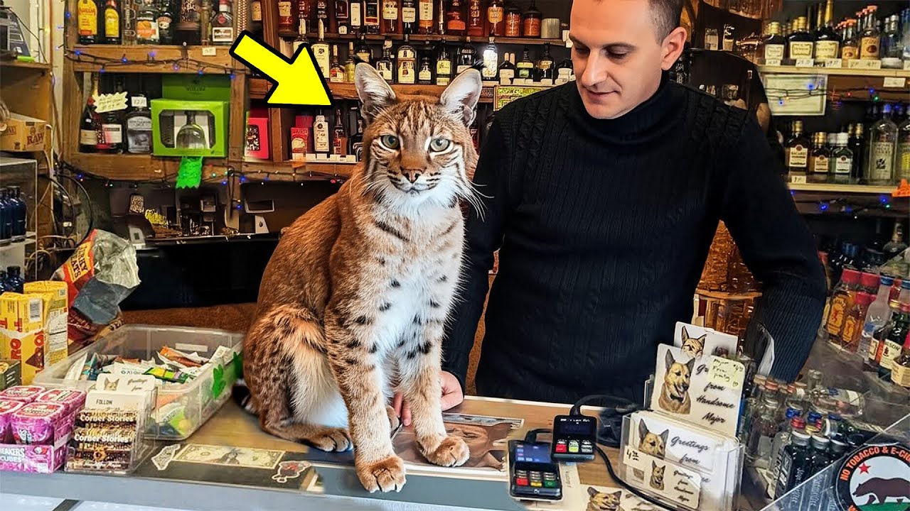 This Bobcat Greets Customers at the Counter—And Wait Till You See What He Does for a Tip!