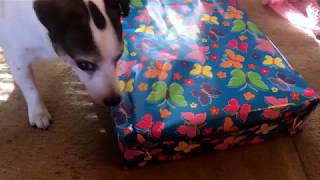 koji what did santa paws get you