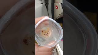 CARA AMPUH MENGHILANGKAN KECOAK DI MOBIL#SHORTS