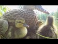 Baby Ducklings With Mom Duck Calling Sounds