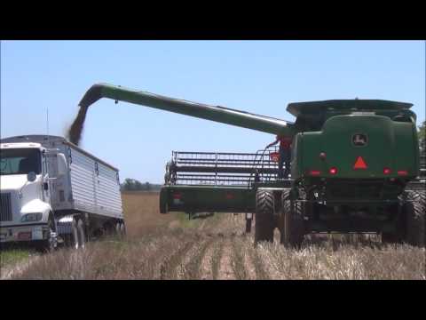 Winter Canola Harvest in Owensboro, Kentucky
