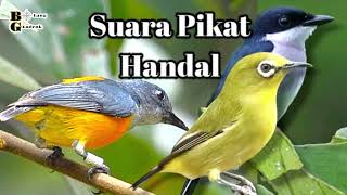 Download lagu 🔴 Suara Pikat Pleci Kemade Bunga Api Jinjing Batu Ribut // Handal Dan Ampuh mp3 Download lagu 🔴 Suara Pikat Pleci Kemade Bunga Api Jinjing Batu Ribut // Handal Dan Ampuh mp3