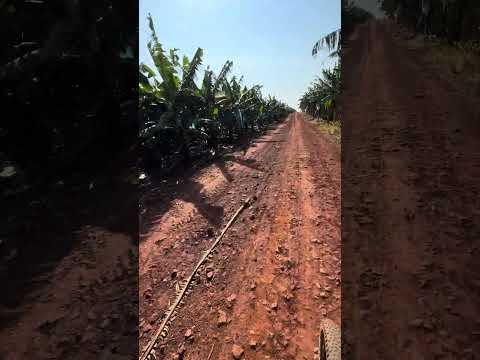 Bairro Água da Raposa em Andirá Pr