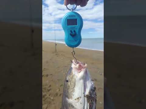 chavito Raúl Maldonado puerto San Julián Santa Cruz argentina 7kilos espectacular 25/12/2025