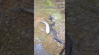 Download lagu Jurus pura2 mati kalo ketemu kolektor 🤣 mp3