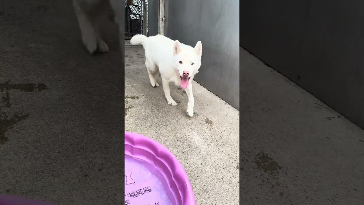 Enlarge Princess, a ADOPTABLE Husky in Chicago, IL video 5/5
