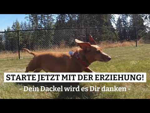 Dackel Erziehung: Hundeerziehung für Deinen Dackel Welpen (Teckel) - Claudia Kaiser