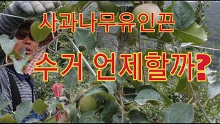 [사과재배] 사과나무유인끈  수거언제할까?