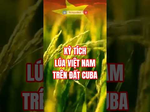 KỲ TÍCH LÚA VIỆT NAM TRÊN ĐẤT CUBA #shorts