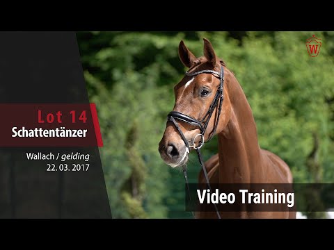 No 14 Schattentänzer v. Sir Heinrich - Diamond Hit_Trainingsvideo