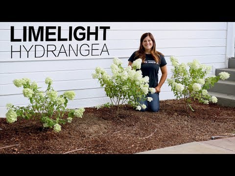 image-How big do little lime hydrangeas get?