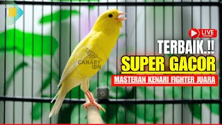 Download lagu PANCINGAN KENARI SUPER GACOR PANJANG, AMPUH NAIKKAN EMOSI KENARI MALAS BUNYI LANGSUNG NYAUT mp3 Download lagu PANCINGAN KENARI SUPER GACOR PANJANG, AMPUH NAIKKAN EMOSI KENARI MALAS BUNYI LANGSUNG NYAUT mp3