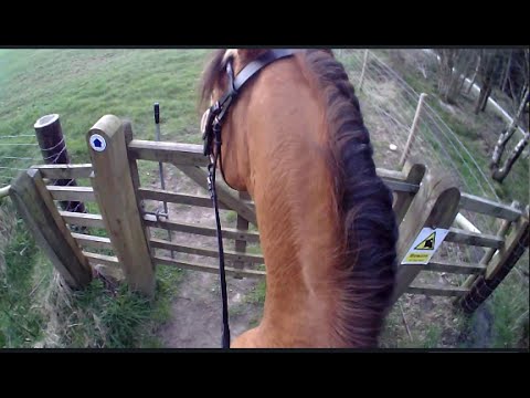 Farouk enjoys some good cantering places on this New Trail Ride