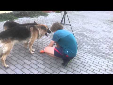 Opening Surstromming.