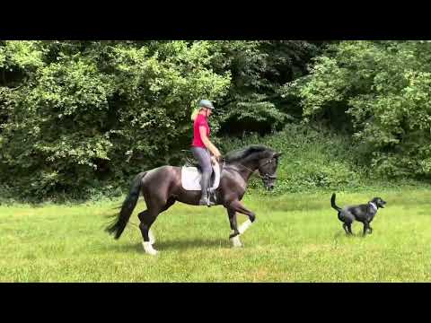 Fiffikus, Wallach Fantastic x Welton