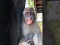 Sleeping monkey#shorts #monkey #sleep