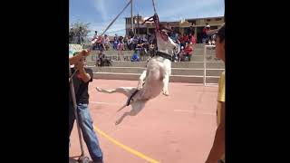 preview picture of video 'pitbull en accion - faint'