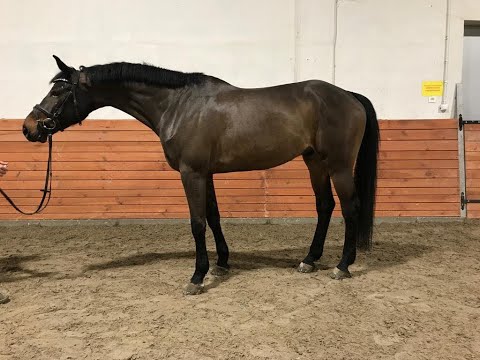 **FANCY EQUITATION**CONTEST, 2011, gelding by Condor (Cornet Obolensky) x Hohenstein
