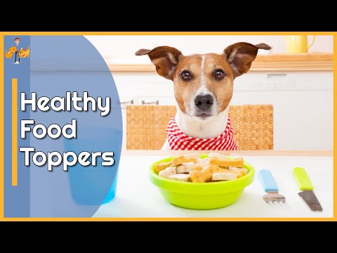 YouTube video about: What sause can I add to dog food?