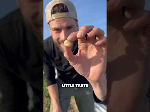 Die kleinsten Kartoffeln der Welt