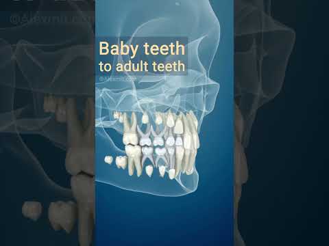 Baby teeth to adult teeth, 3D Animation
